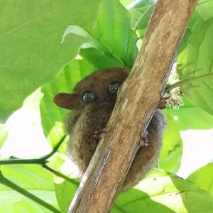 クリスマス　チャリティ